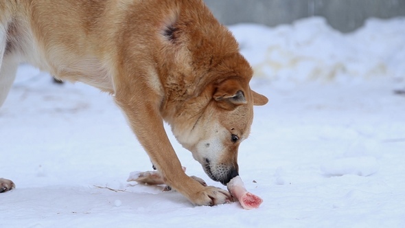 Animal Shelter, Dog Chewing a Bone