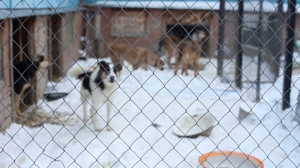 Animal Shelter, Dogs Waiting for Their New Owners