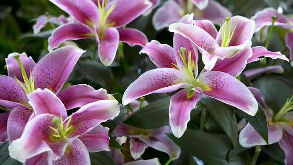 Beautiful garden with lilac lilies and bee on its petals. Panoramic plane shift