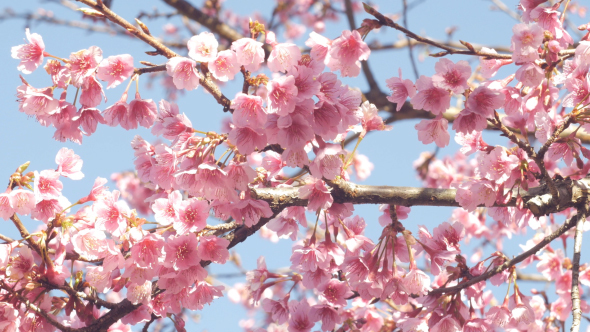Sakura Cherry Blossom 