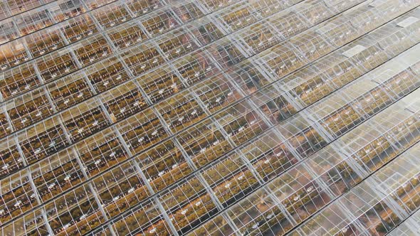 Rows of Plants in Large Contemporary Greenhouse Buildings