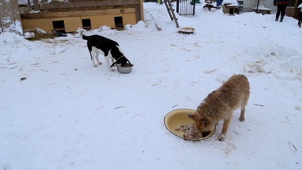 Animal Shelter, Dogs Eat from the Bowls