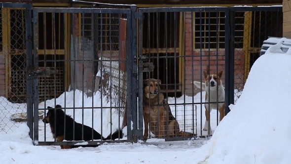 Animal Shelter, Dogs Waiting for Their New Owners