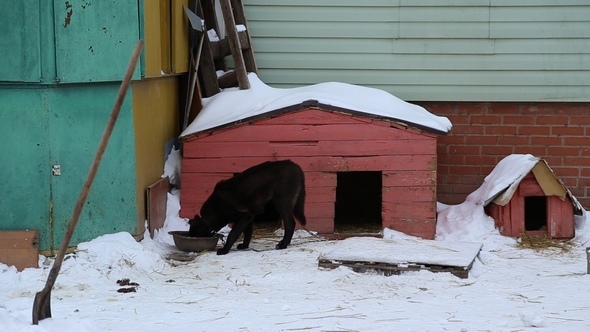 Animal Shelter, Dog Eats from the Bowl Near Doghouse