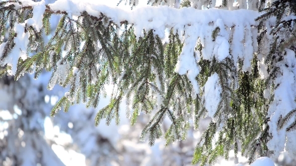 Melting Snow On The Branches