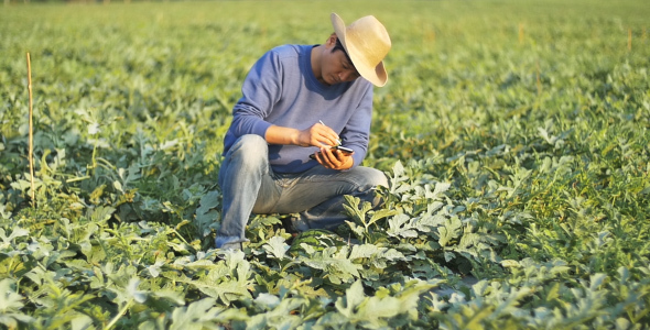Farmer Using Technology With His Field