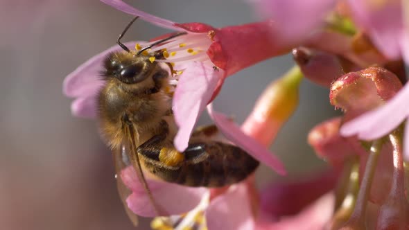 Macro close up of Bee Collecting Pollen in Pink Flower during pollination time