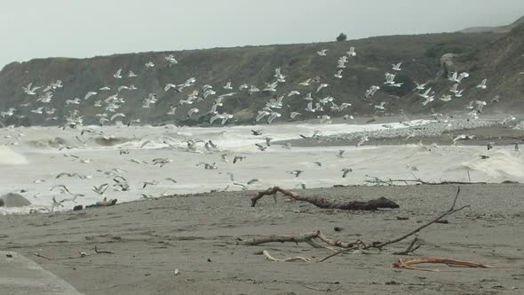 Slow motion wide shot of a flock of seagulls taking off.