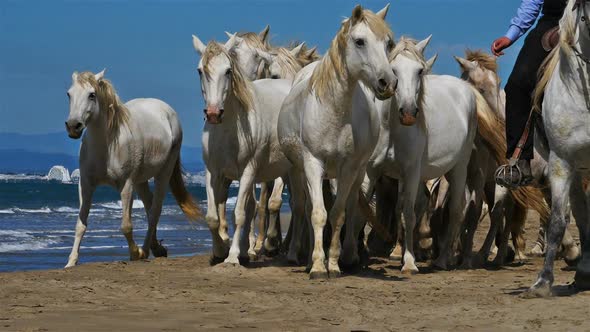 Herd of Camargue horses with gardians on the beach, Camargue, France