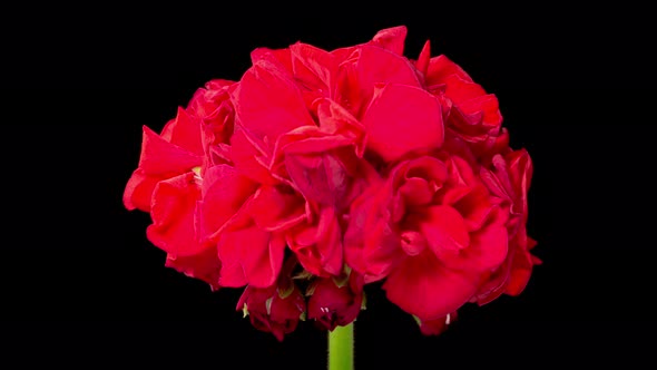 Time Lapse of Opening Red Geranium ( Pelargonium ) Flower