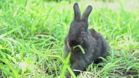 Charming Little Dark Rabbit Eats Fresh Juicy Young Grass on a Green Sunny Meadow