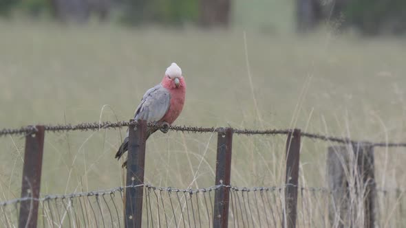 a galah is joined by two others to perch on a wire fence