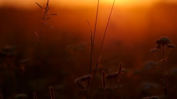 the Sunset Shines Through the Ears of Wheat on the Field