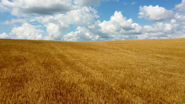 Endless Field of Yellow Ripe Wheat on a Summer Day and Blue Sky White Clouds