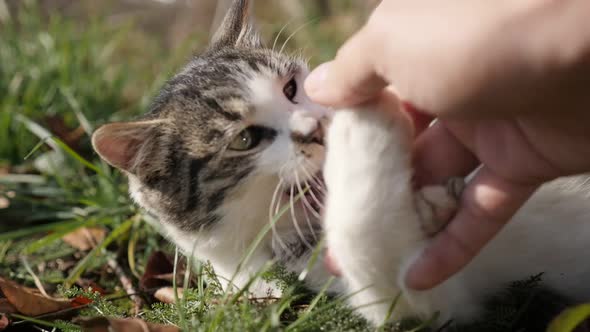 Slow motion relaxing scene with kitten in the field 1920X1080 HD footage - Close-up Felis catus anim