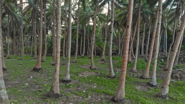 Palm tree grove, General Luna, Siargao Island, Philippines