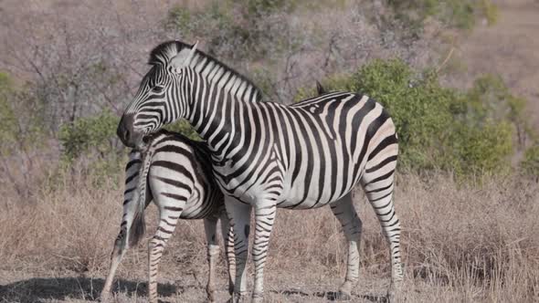 Zebra foal suckling from mother