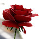 HD Flower :  Roses - 3DOcean Item for Sale
