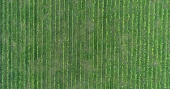 Overhead Vineyards