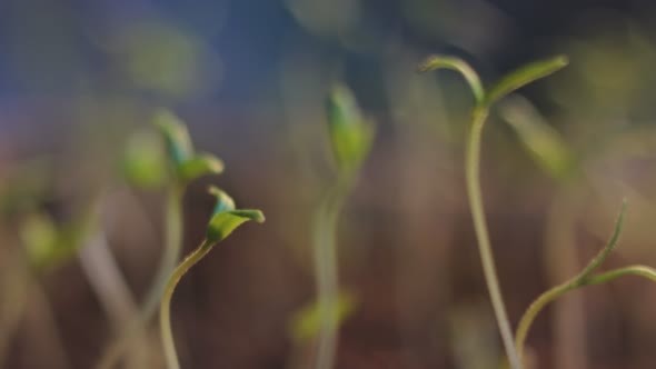 Plants Growing