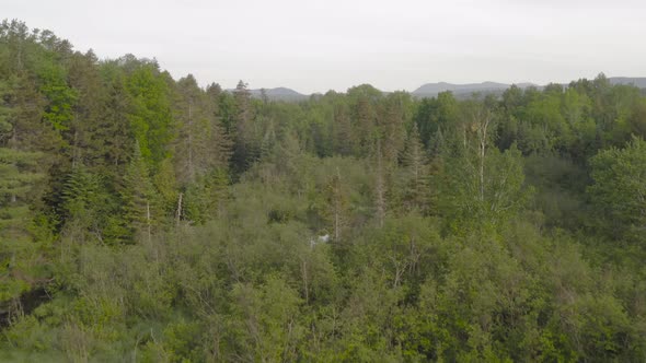 Aerial rising up over lush dense green forest wilderness 4k