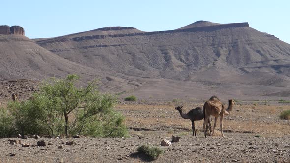 Herd of dromedary camels around a bush