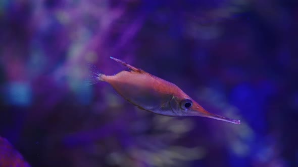 Longspine Snipefish Swimming Under Neon Illumination