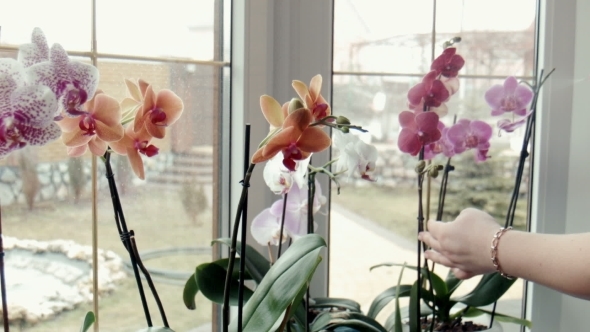 Female Sprays Fertilize Orchids At a Window