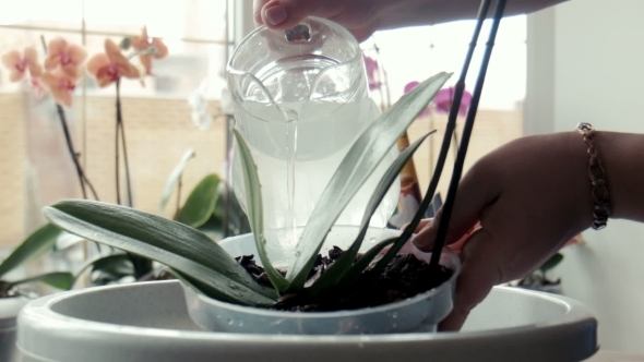 A Woman Pours Water On Orchid