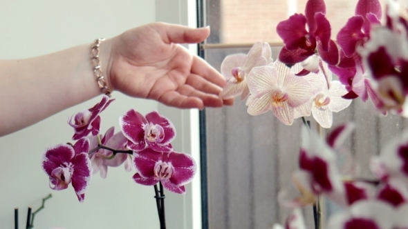 Woman Waters, Sprays Orchids At a Window