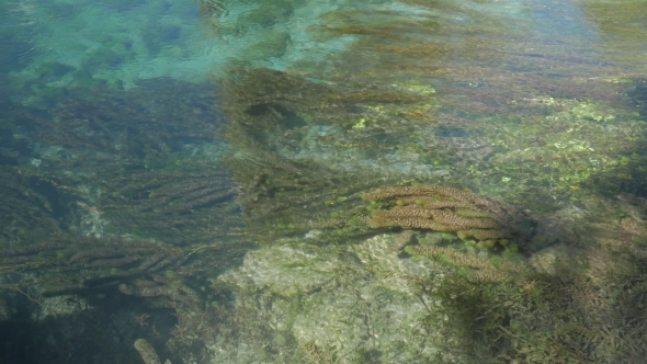 Green Kelp Grows On The Shallow. 