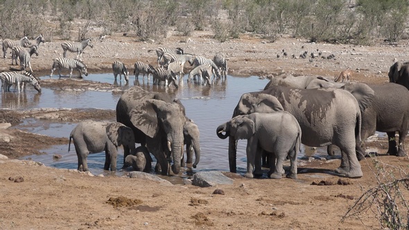 Family of elephants walking at watering place.