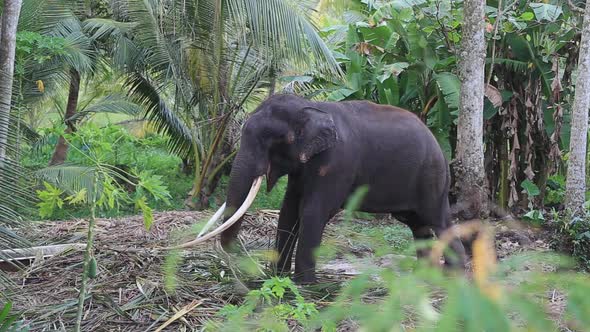 Large elephant with tusks pulls against a chain tied to a tree