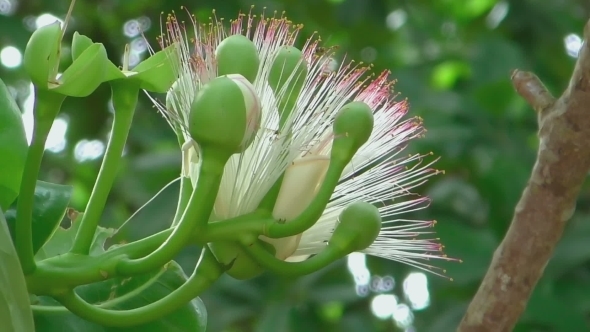 Flower Of Fish Poison Tree