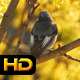 Little Bird Chirps on Tree  - VideoHive Item for Sale