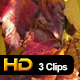 Autumn Leaves in Sun - 3 Pack - VideoHive Item for Sale