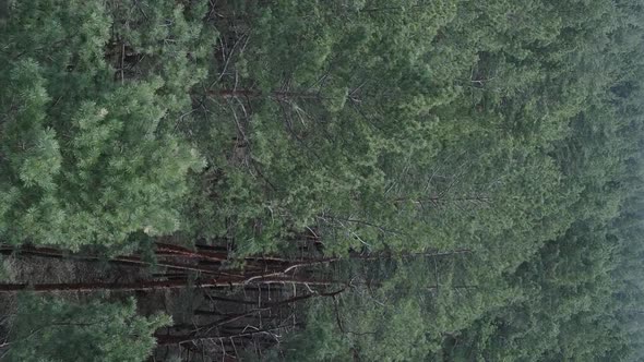 Vertical Video of Pine Forest Aerial View Slow Motion