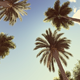 Retro Palms - VideoHive Item for Sale