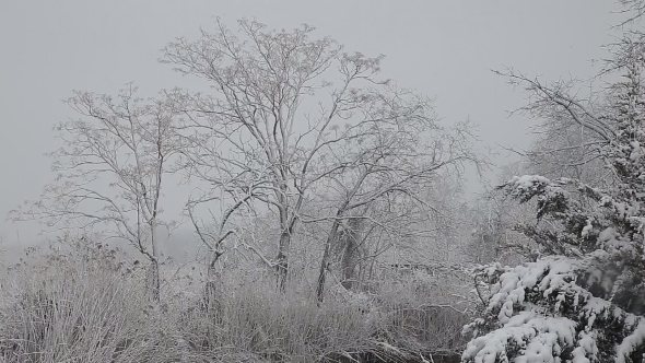 Spruce Tree With Many Cones In a Snowstorm. Grey And Stormy Winter Day 