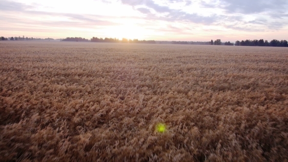 AERIAL: Rising Up From Wheat Field Towards The Sun