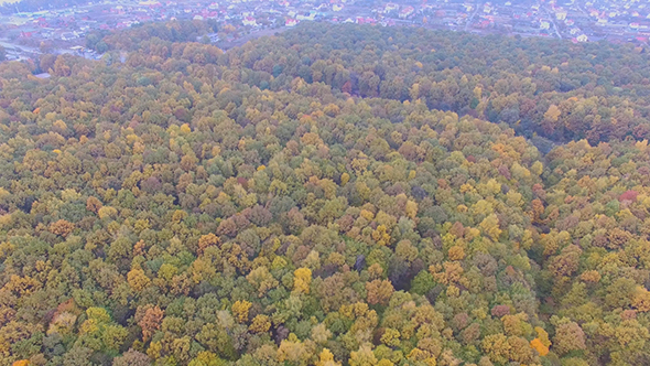 Forest In Autumn Colors