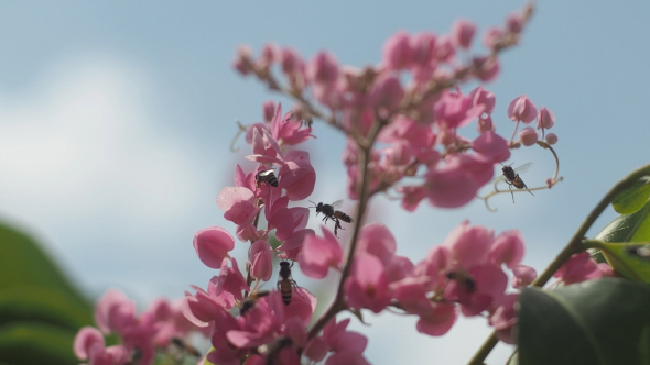 Bees Flying On Flowers