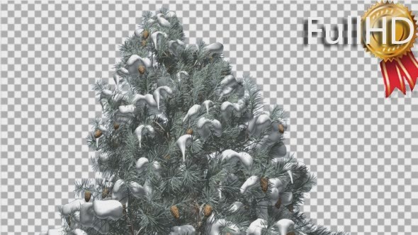 Blue Spruce Snow on a Branches Cones Winter alt