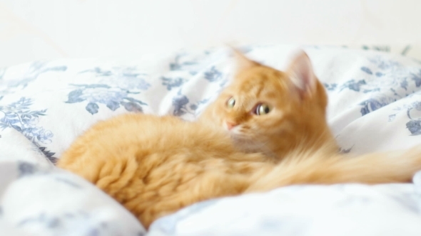 Ginger Cat Lies On Bed. Cute Cozy Bedtime At Home.