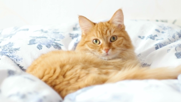Ginger Cat Lies On Bed