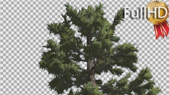 Douglas Fir Top of Tall Tree Branches on a Top