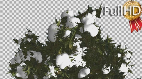 Douglas Fir Top of Crown Snow on a Top Tall Tree alt