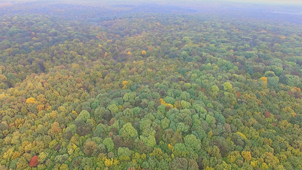 Flying Over The Forest