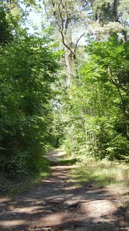 Vertical Video of Summer Forest By Day