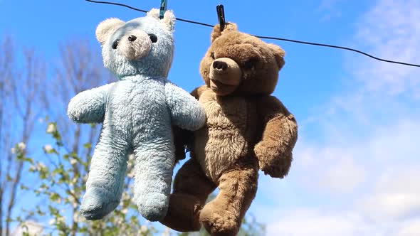 Faithful Friends Bears After Washing Place for Advertising Text